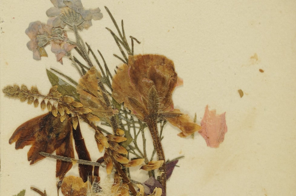 Zielniczek z kwiatami nadniemeńskimi - Eliza Orzeszkowa